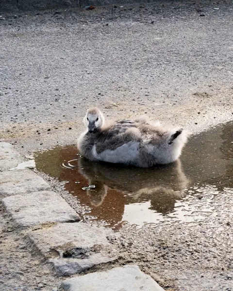 Two swan chicks rest in a small puddle on a paved road.