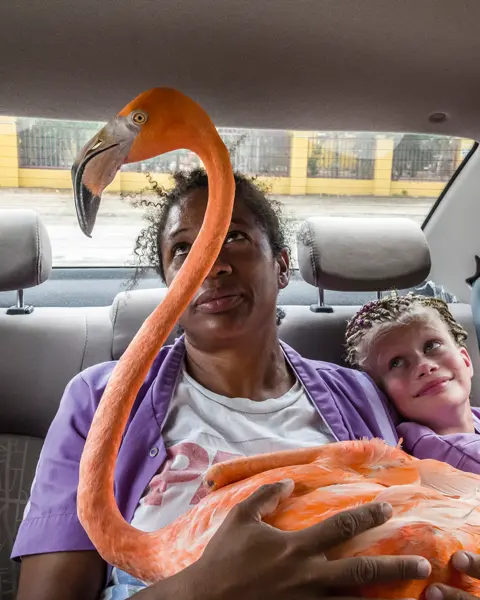An adult and two children sit in the back seat of a car looking at a flamingo on the adult's lap.