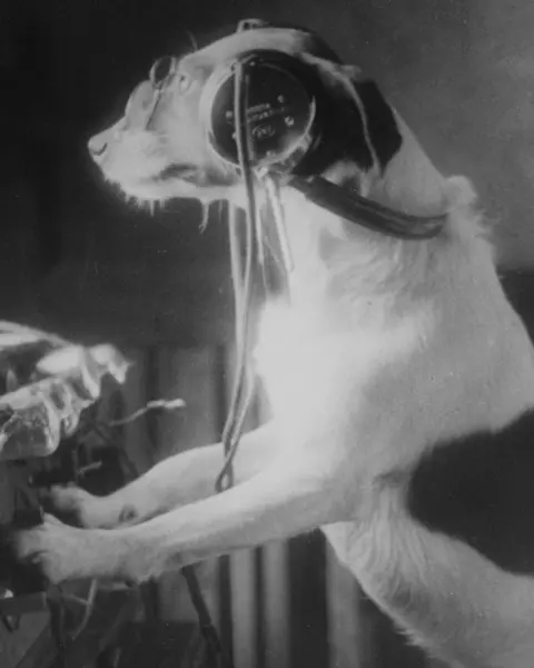 A Dog in front of a radio device