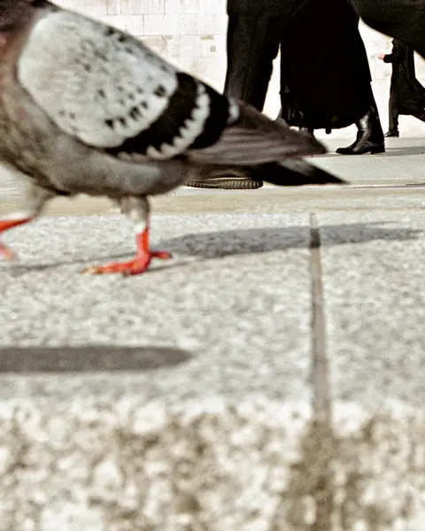 Pidgeon walking with men