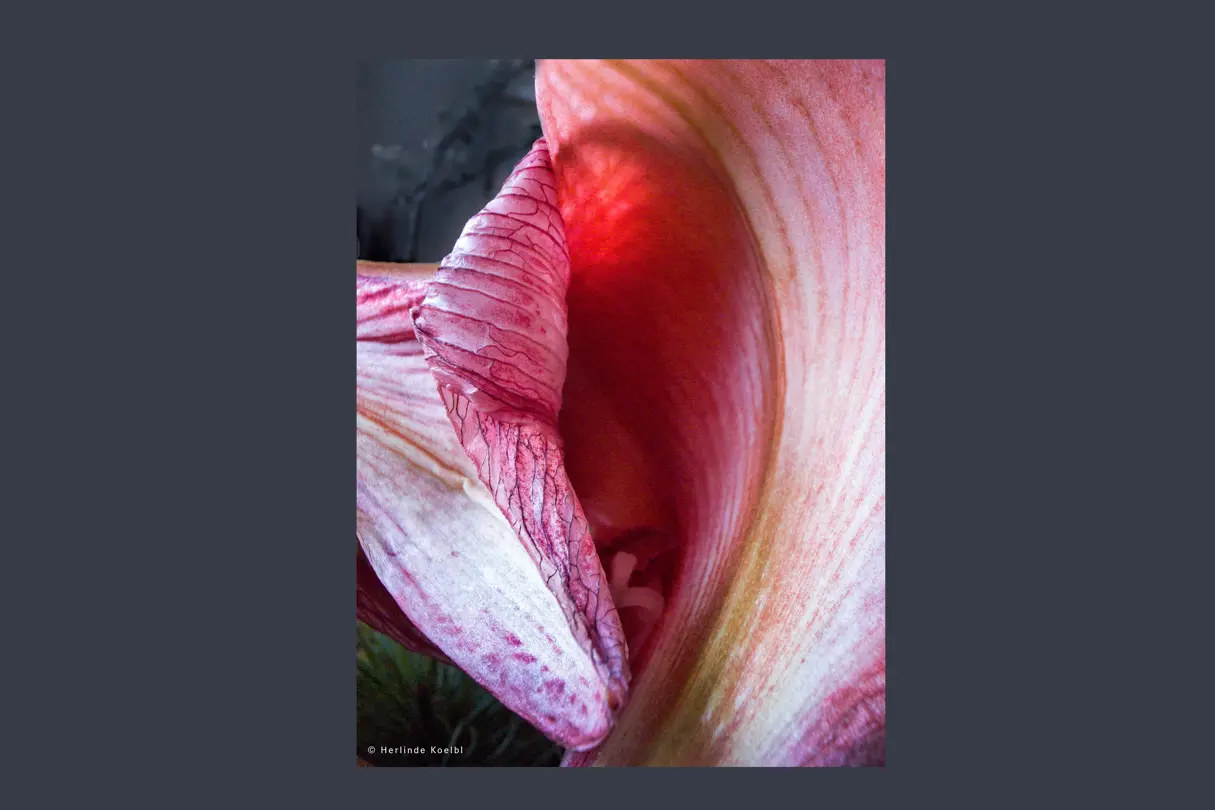 Leica Picture of the Year 2024 showing a flower close-up.