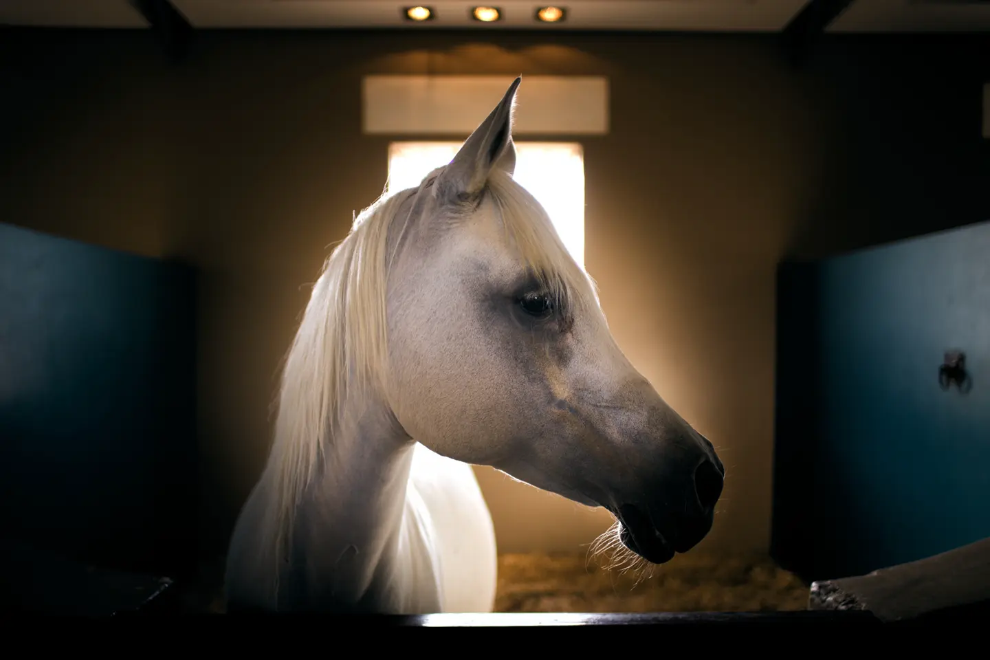 A white horse stands in a stable