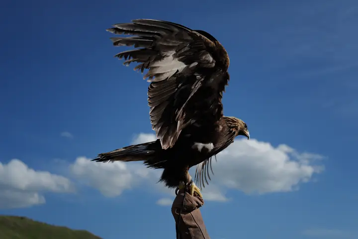 Eagle on the hand of a falconer
