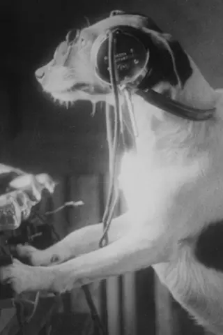 A Dog in front of a radio device